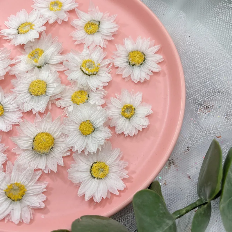 本物の乾燥したデイジーの花びら,24個/2-4cm,天然の花 - Home Decor Daisy のレビューと価格
