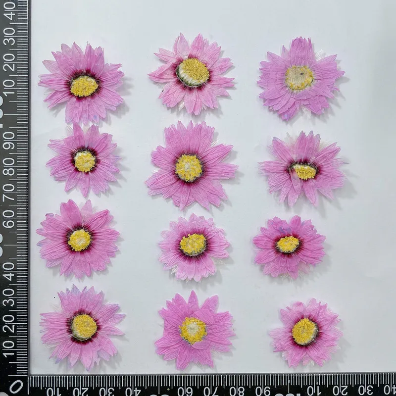 本物の乾燥したデイジーの花びら,24個/2-4cm,天然の花 - Home Decor Daisy のレビューと価格